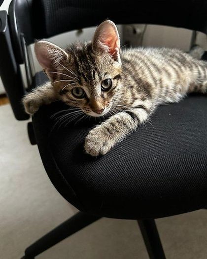 Rudi, Bürokater